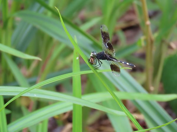 Erythrodiplax venusta  - Quentin Uriot