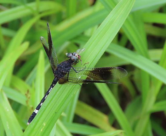Erythrodiplax venusta  - Quentin Uriot