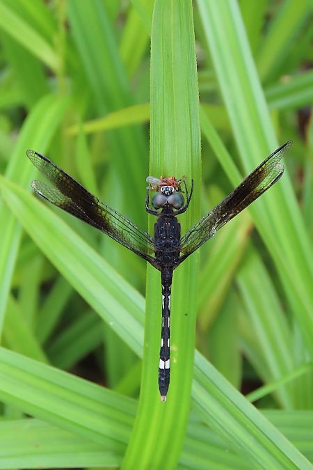 Erythrodiplax venusta  - Quentin Uriot