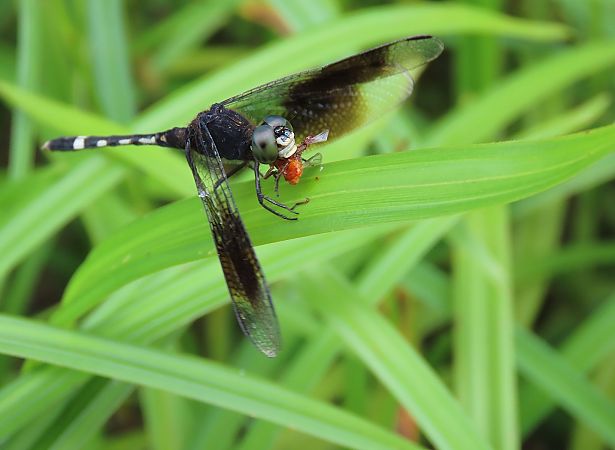 Erythrodiplax venusta  - Quentin Uriot