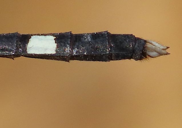 Erythrodiplax venusta  - Quentin Uriot