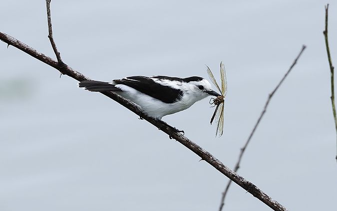 Détail de l'observation - www.faune-guyane.fr