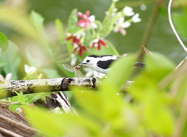 Détail de l'observation - www.faune-guyane.fr