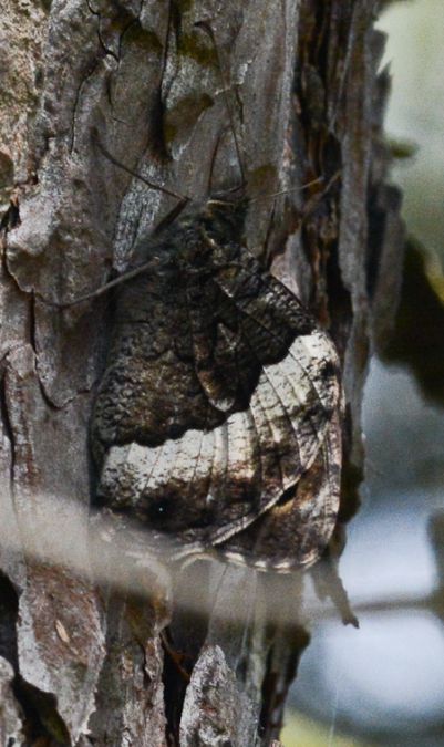 Sylvandre  - Michel Colombe