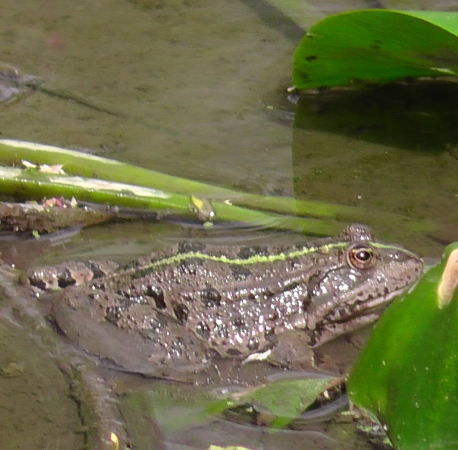 Grenouille verte indéterminée (Pelophylax sp.)  - Nathalie Barré