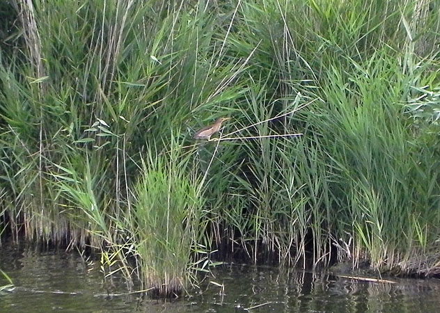 Blongios nain  - Danièle Monier