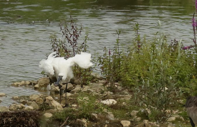 Spatule blanche  - Guy Bauple