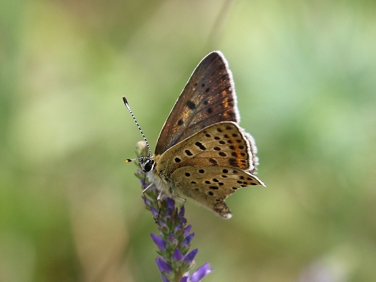 Sooty Copper  - Claude Hardel