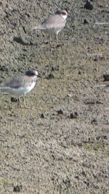 Little Ringed Plover  - Christophe Bray