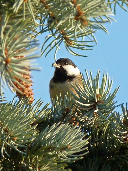 Coal Tit  - Fanny Blaise