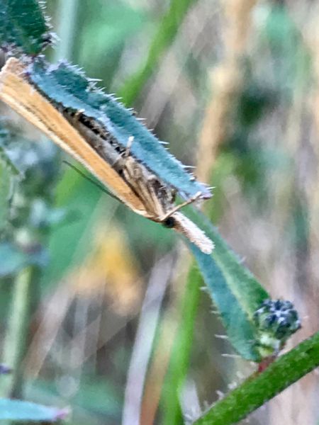 Crambus des tiges  - Christophe Brillaud