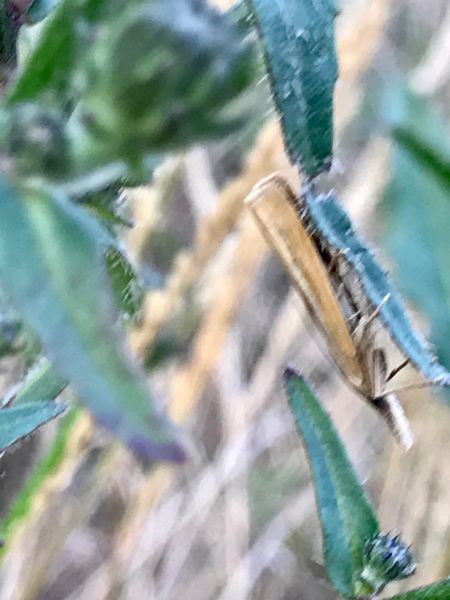 Crambus des tiges  - Christophe Brillaud