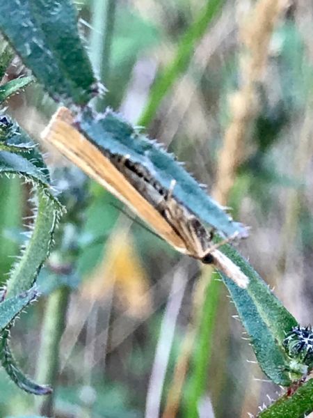 Crambus des tiges  - Christophe Brillaud