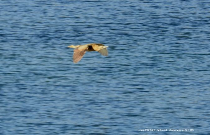 Eurasian Bittern  - Louis Albesa