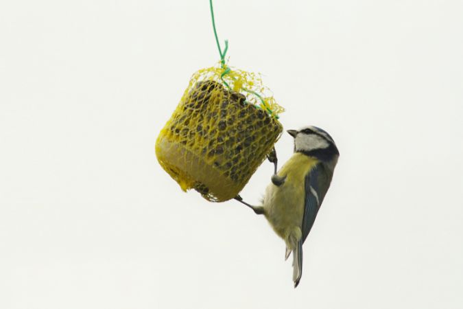 Mésange bleue  - Jean-Louis Barrès