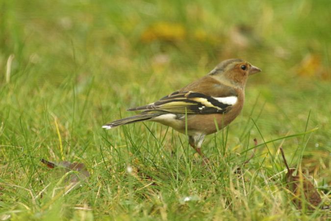 Eurasian Chaffinch  - Jean-Louis Barrès