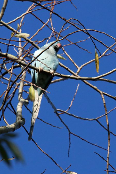 Perruche à collier  - Christian Bouchet