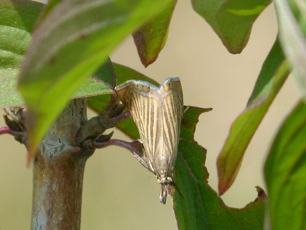 Crambus des jardins  - Pascal/sylvie Le Guen/ruffin