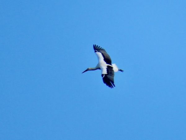 Cigogne blanche  - Yves Massin