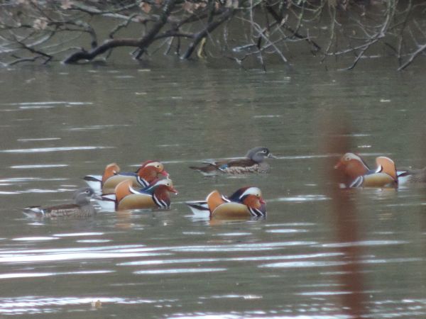 Canard mandarin  - Thierry Bara