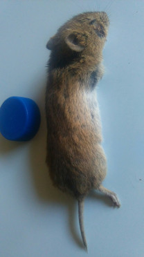 Rongeur indéterminé  - Christian Vial