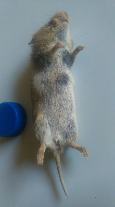 Rongeur indéterminé  - Christian Vial