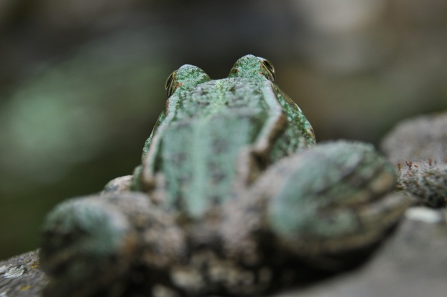 Grenouille verte indéterminée (Pelophylax sp.)  - Yvan Ciesla