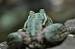 Grenouille verte indéterminée (Pelophylax sp.)  - Yvan Ciesla