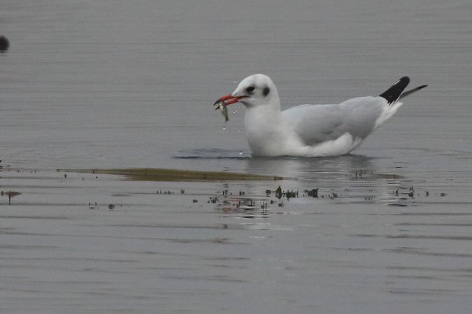 Mouette rieuse  - Catherine & François Hubert-Gremillard
