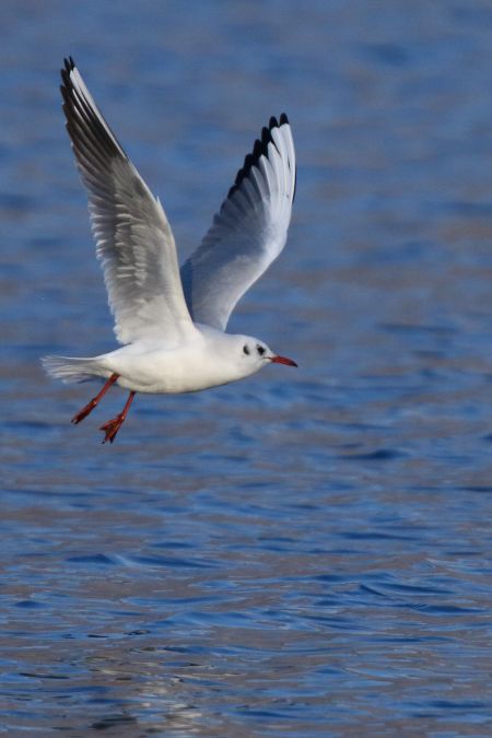 Mouette rieuse  - Catherine & François Hubert-Gremillard