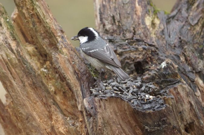 Mésange noire  - Courtois Valérie