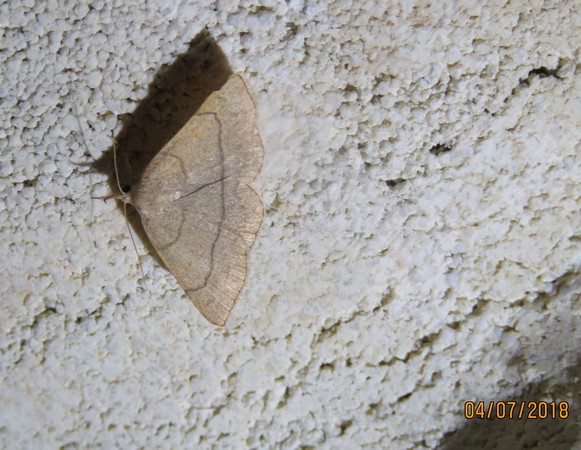 Paracolax tristalis  - Georges Laurencin