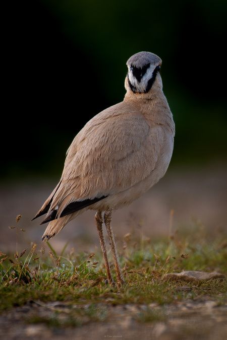 Courvite isabelle  - Tom Vellard