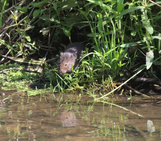 Campagnol amphibie  - Martine Maurice