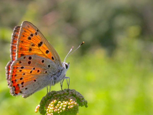 Cuivré mauvin (C. flamboyant)  - Pierre Corradini