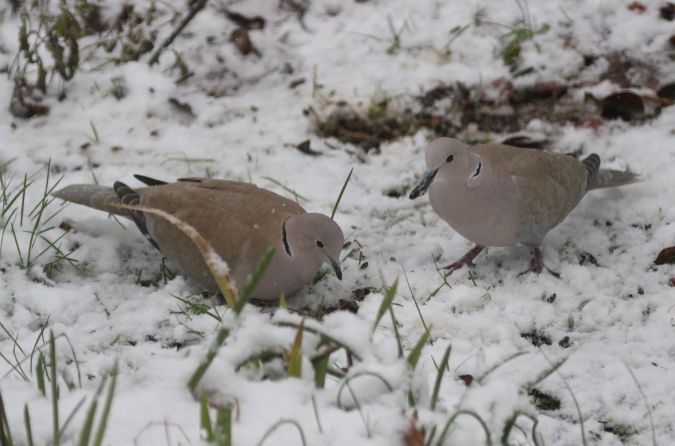 Détail de l'observation www.faunelimousin.eu