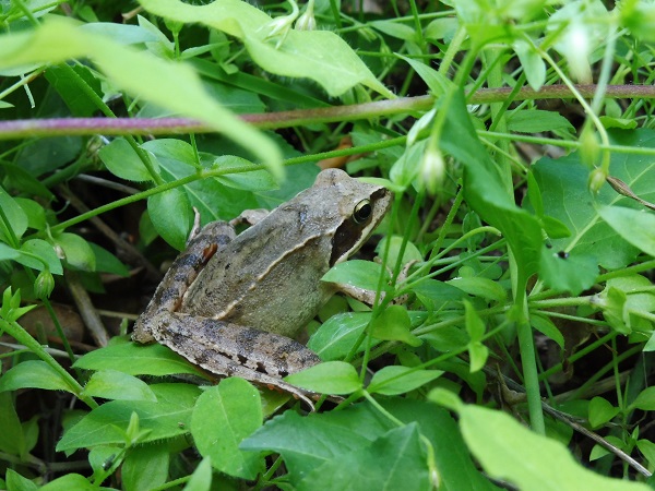Grenouille agile  - Aimeric Durand