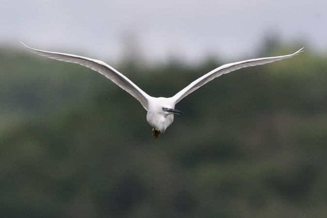 Aigrette garzette  - Dominique Testaert