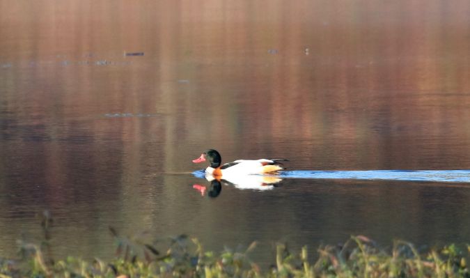 Tadorne de Belon  - Martine Maurice