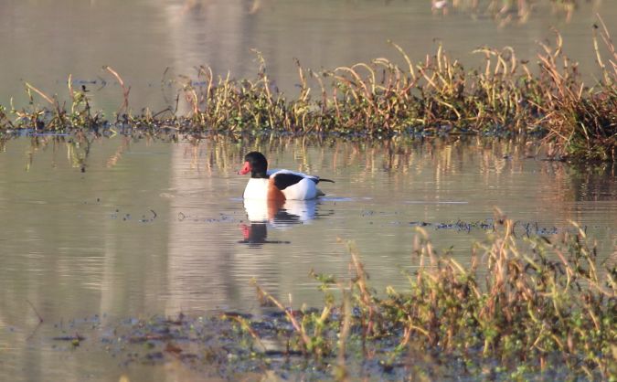 Tadorne de Belon  - Martine Maurice