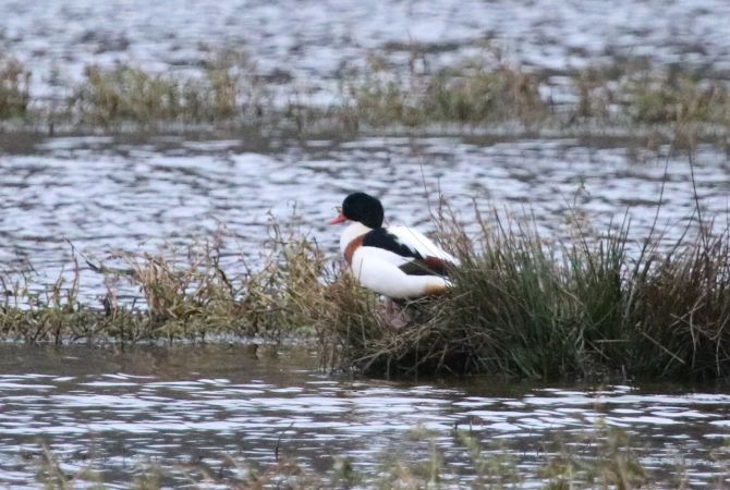 Tadorne de Belon  - Martine Maurice