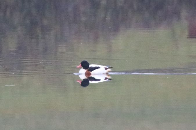 Tadorne de Belon  - Martine Maurice