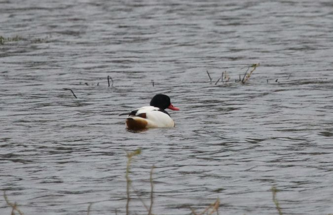 Tadorne de Belon  - Martine Maurice