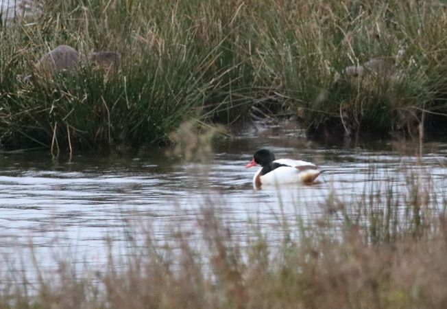 Tadorne de Belon  - Martine Maurice