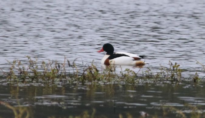Tadorne de Belon  - Martine Maurice
