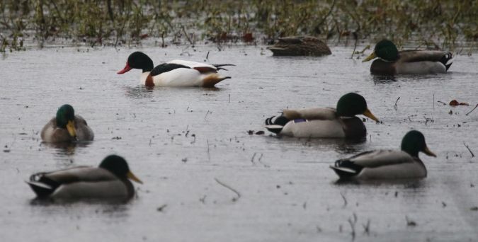 Tadorne de Belon  - Martine Maurice
