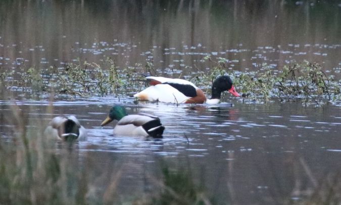 Tadorne de Belon  - Martine Maurice