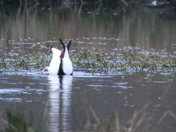 Tadorne de Belon  - Martine Maurice