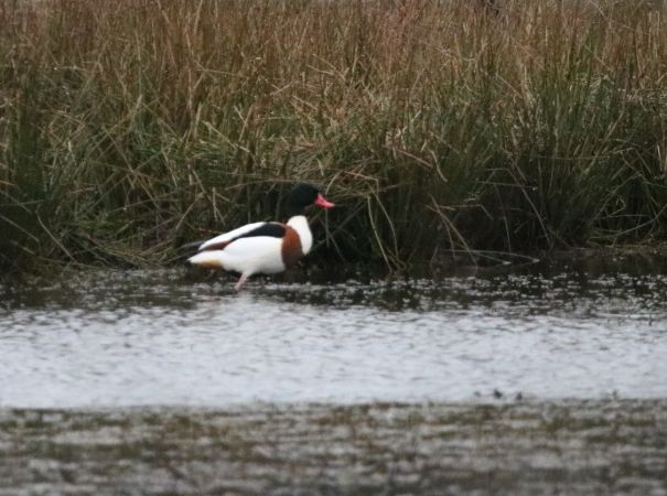 Tadorne de Belon  - Martine Maurice