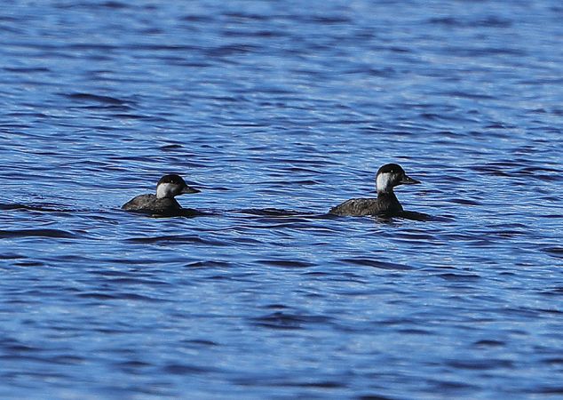 Macreuse noire  - Aurélien Audevard